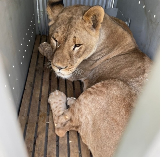 Una fundación de Alicante salva la vida de Ruru, un león abandonado en Ucrania