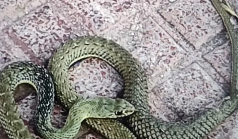 Atrapan una serpiente tras morder a un vecino en Torrejón de Ardoz