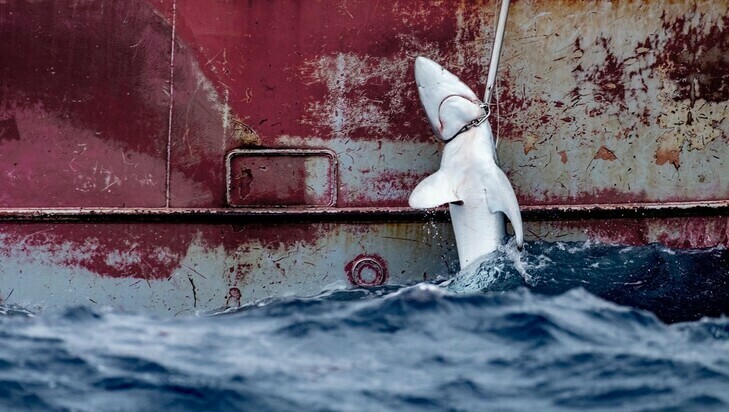 Greenpeace denuncia la pesca de crías de tiburón en el Atlántico Norte por flotas de España y Portugal