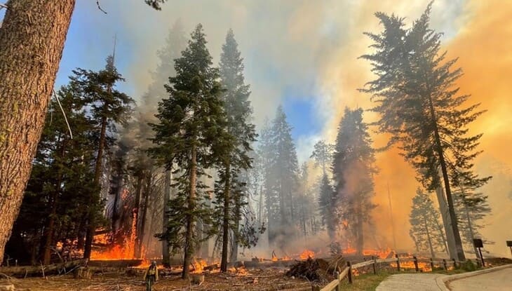 Un incendio forestal en California amenaza los árboles más grandes del mundo