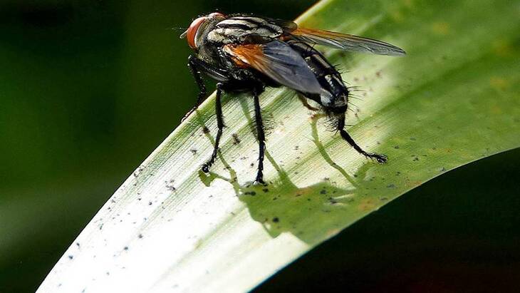 La plaga de mosca negra en España, efectos y cómo evitar su mordedura