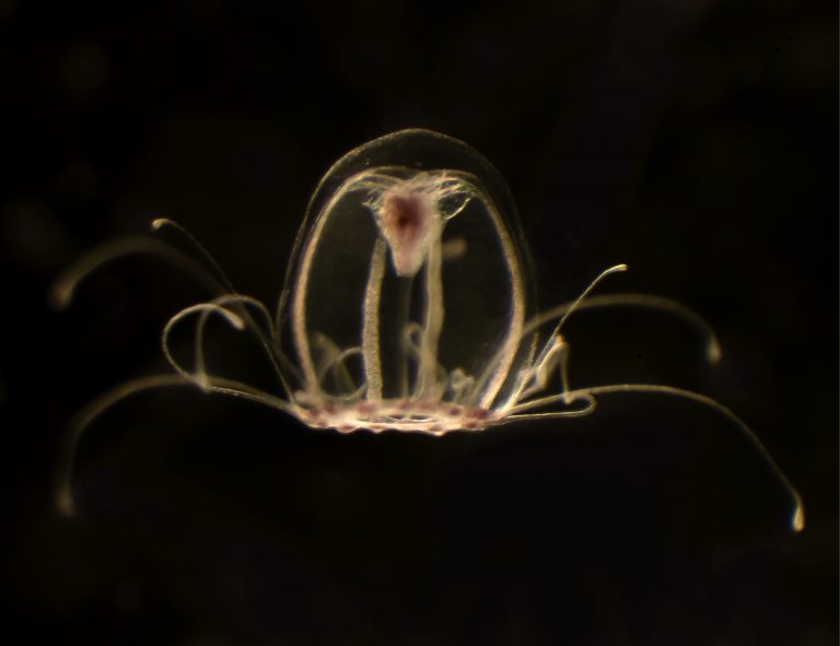 Investigadores de la Universidad de Oviedo descifran el genoma de  la medusa inmortal