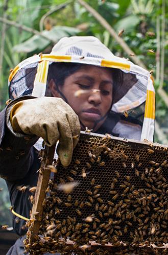 Undp Guatemala 2016 Beekeeping Women 7 Sdg8 2