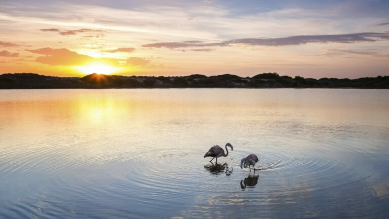 Unanimidad en el Ayuntamiento de Valencia para impulsar la declaración de l’Albufera como Reserva de la Biosfera