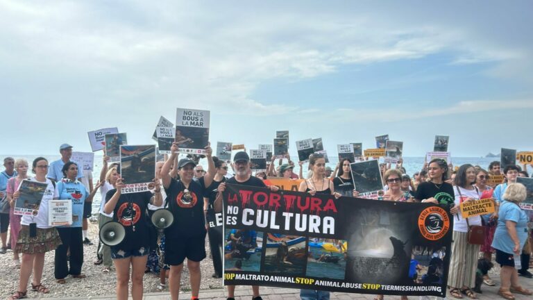 Asociaciones animalistas y PACMA condenan la muerte de un toro en los ‘Bous a la mar’ de Jávea