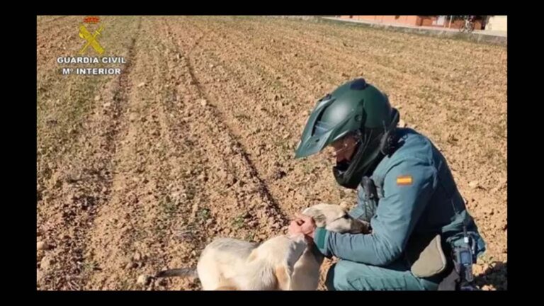 Detenido un vecino de Romancos por apalear a un perro hasta la muerte y además ser reincidente