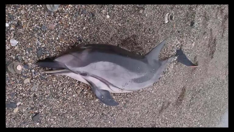 Hallan un delfín muerto en la playa de Torrenueva Costa, Granada