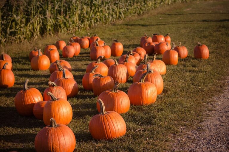 Halloween causa un importante impacto económico en los negocios